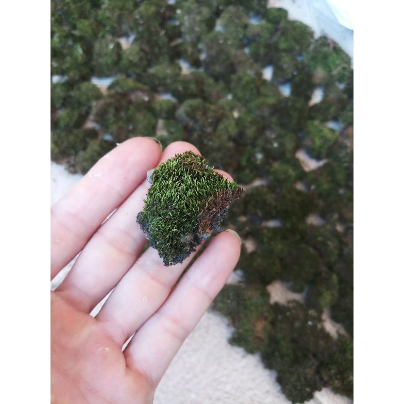 Rêu nhung cục -Rêu Terrarium- Hàng núi hiếm- Bé nhưng bền và chất. Trang trí bonsai,Terrarium, tiểu cảnh, bán cạn..