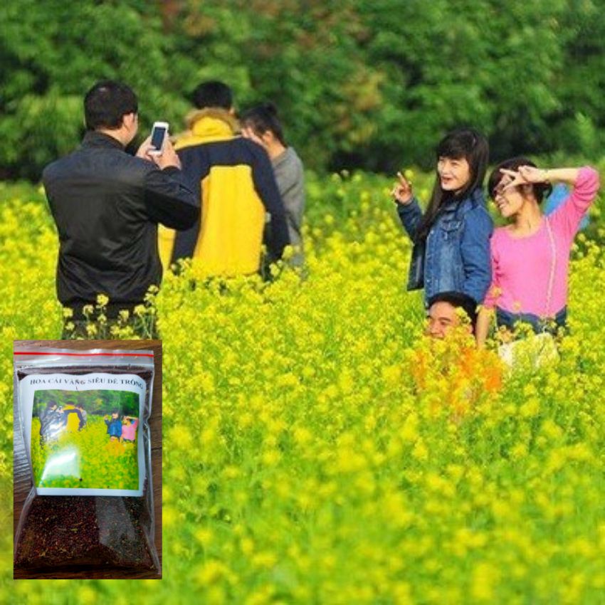 Hạt giống hoa cải vàng GÓI 1 LẠNG ăn được và ngắm hoa cực dễ trồng chăm sóc tỉ lệ nảy mầm cao