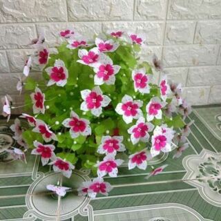 Hoa gấm cánh nhọn