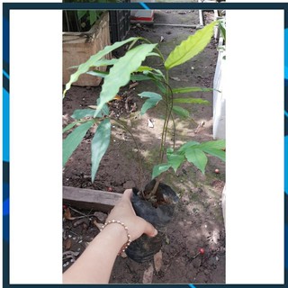 [BÁN CHẠY] BẦU CÂY GIỐNG HOA DẺ THƠM