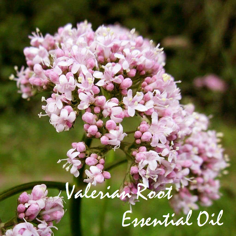 Tinh dầu rễ cây Nữ Lang Valerian Essential Oil (Root)