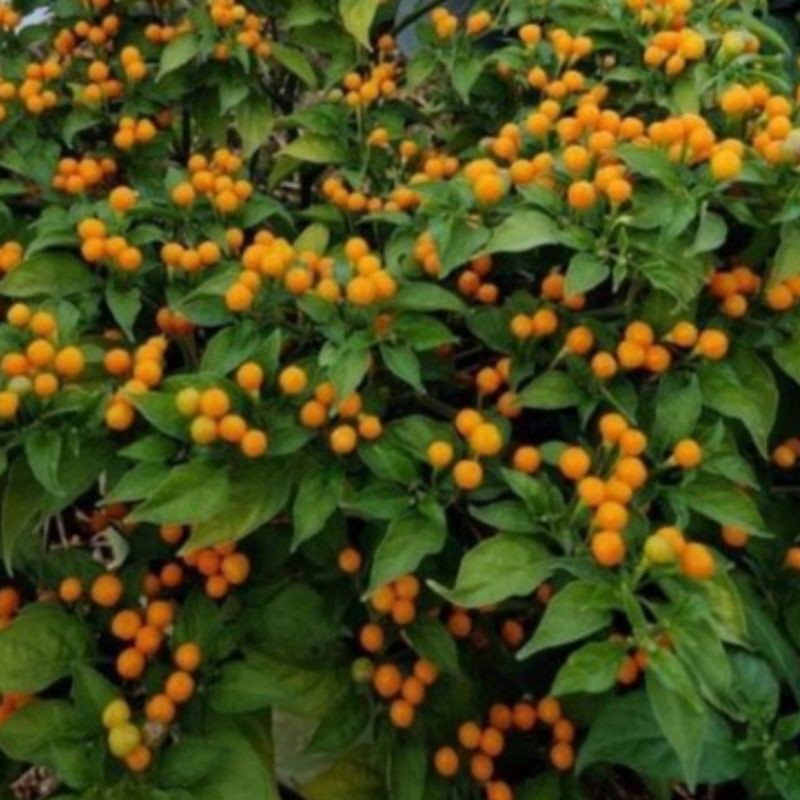 20h Giống Ớt Mắc Nhất Thế Giới Aji Chaparita