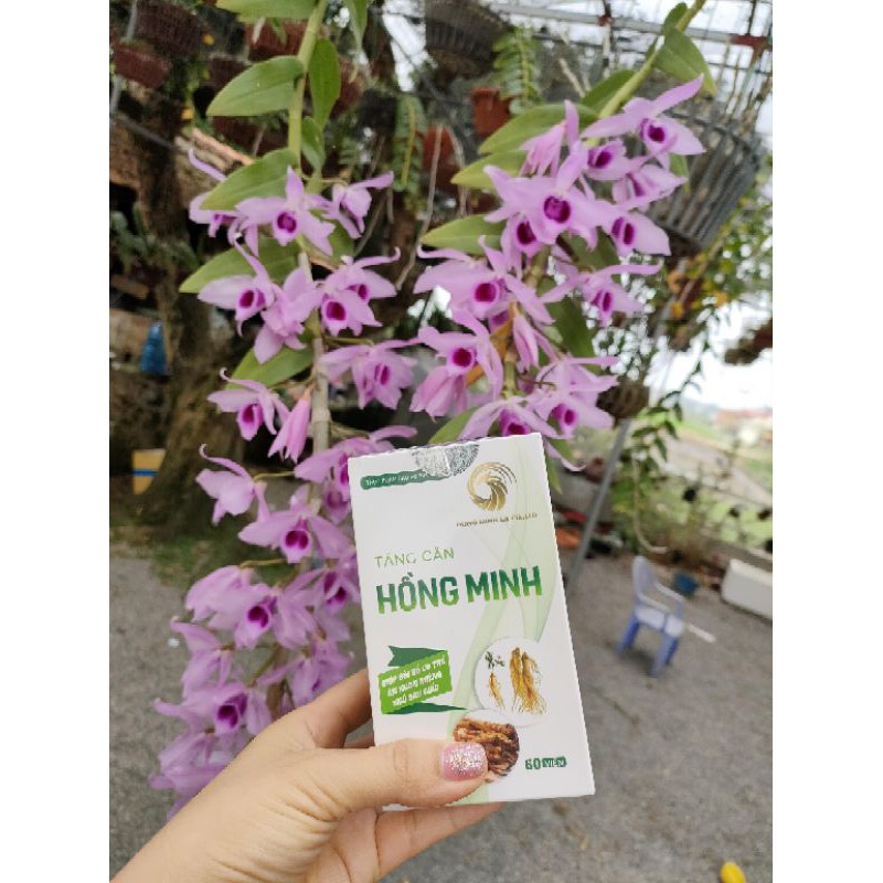 TĂNG CÂN HỒNG MINH 60 viên