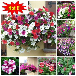 Hạt giống Dạ yến thảo nhiều màu