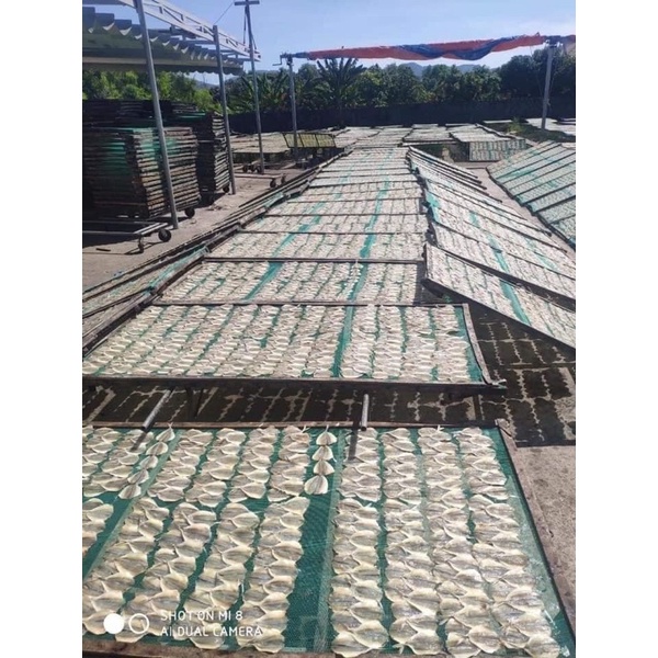 CÁ CHỈ VÀNG LOẠI 1