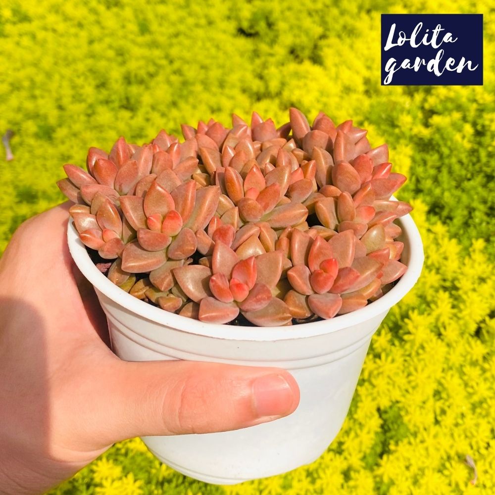 Sen đá đá nâu Đà Lạt size trung bình cây cảnh trang trí nhà cửa Lolita garden