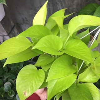 Combo chậu treo + cây trầu bà vàng