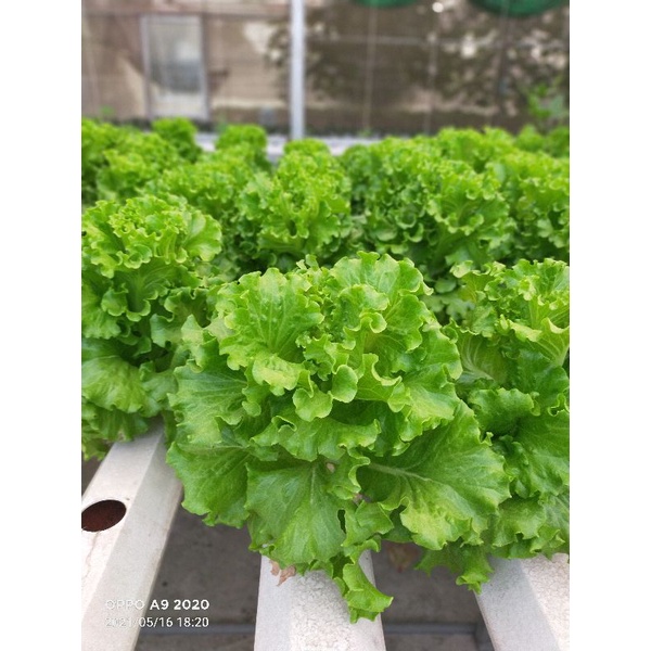 Dinh dưỡng thủy canh cho rau ăn lá Hydrolindo  cho rau ăn lá  trọng lượng 3kg pha được 1800 lít nước trồng