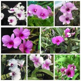 Combo 10 Hoa lan denro mini