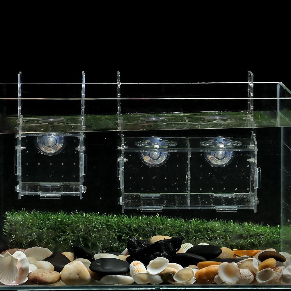 Hộp Cách Ly Ấp Trứng Cá DAPHS