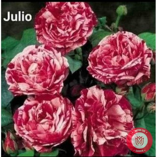 Cành Chiết Hồng Ngoại Julio Cành Chiết Hoa Hồng