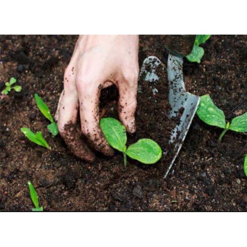 Phân dê hữu cơ vi sinh dạng mịn đã xử lý nấm Tricho và acid humic dùng cho trồng rau hữu cơ, hoa kiểng cây cảnh (1kg)