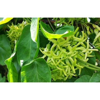 Dây hoa thiên lí siêu bông dùng làm thực phẩm- Hoa đẹp trang trí sân vườn- Hoa kiểngTH farm