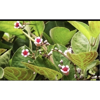 dây mơ lông tím- dây mơ lông tam thể