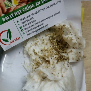 Hạt giống cỏ Timothy