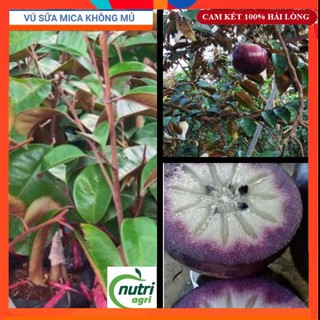 Cây Giống  - Cây Vú Sữa Mica Thơm Ngon Vỏ Mỏng, Không Mủ - Giống Tốt Bến Tre
