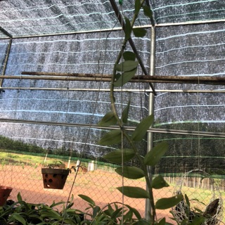 phi điệp rừng - xanh sạch đẹp