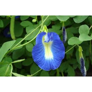 Hoa đậu biếc # giống cây đậu biếc # hạt giống đậu biếc 