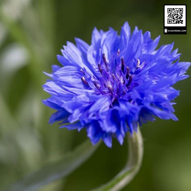 ( SIÊU HOT ) Hạt giống hoa Trúc Mai mix nhiều màu 100 hạt