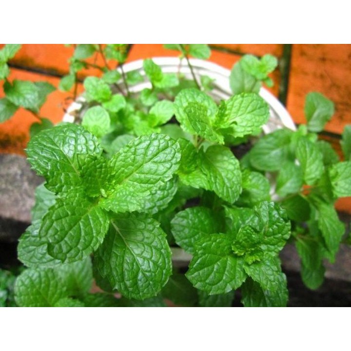 100h hạt giống rau húng bạc hà - húng lủi ( Mentha arvensis )