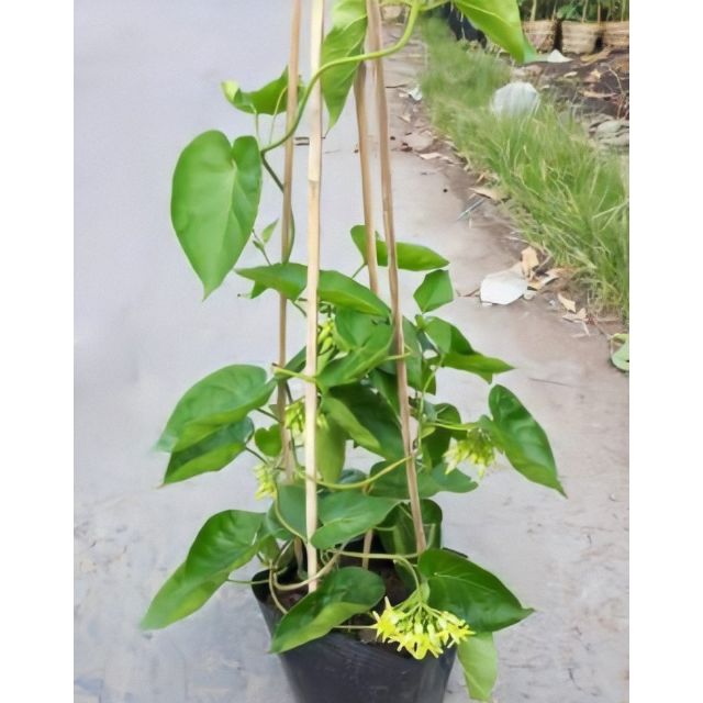 Cây Thiên Lý Siêu Bông Chậu Lớn