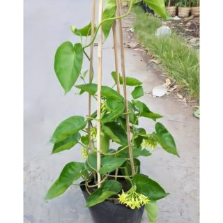 Cây Thiên Lý Siêu Bông Chậu Lớn