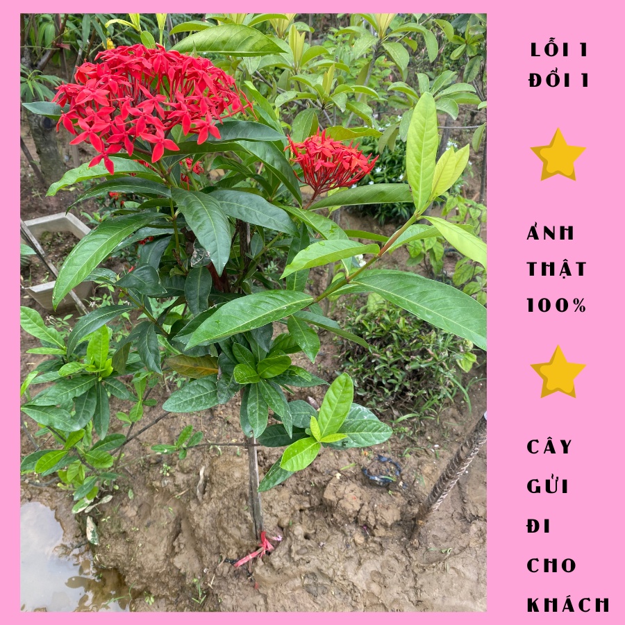 Cây bông trang mỹ cao 100cm, cây mẫu đơn hoa đỏ siêu hoa, hoa nở quanh năm, ảnh thật, lỗi 1 đổi 1