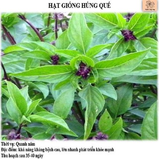 Hạt giống húng quế 2gr LUCKY SEEDS