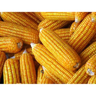 Hạt bắp chăn nuôi f1, bắp ngô - gói 100 gram