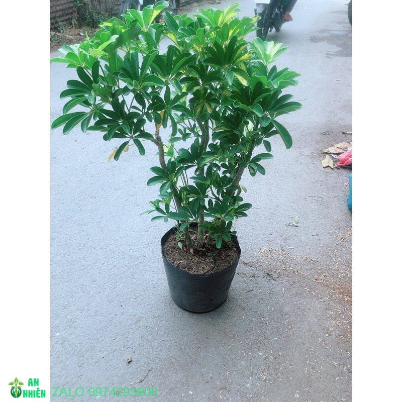01 Cây Ngũ Gia Bì Cao 80-90cm 981SP 982sp