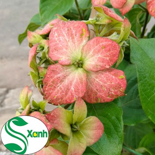Cây Hoa Bướm Màu Hồng