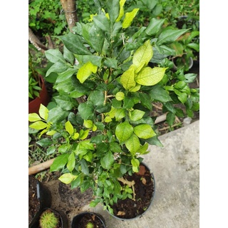 Cây nguyệt quế.