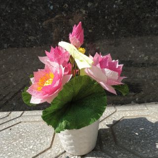 Chậu hoa sen giấy nhún ý