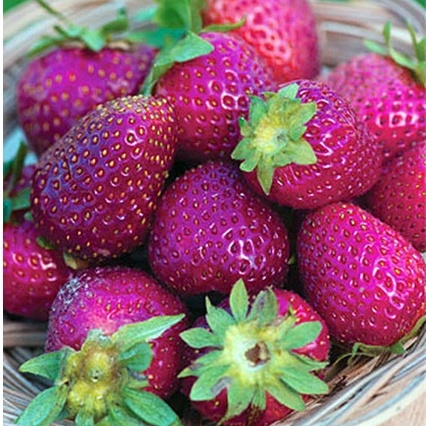 Gói 50 hạt giống dâu tây Mix nhiều màu