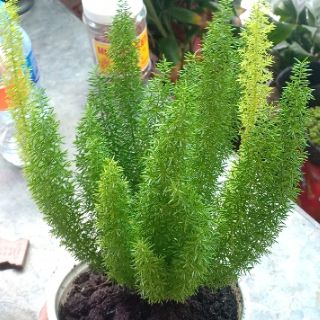 Cây đuôi chồn