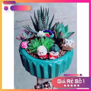 Các mẫu sen đá tiểu cảnh đồng giá 200k Ưa Thích