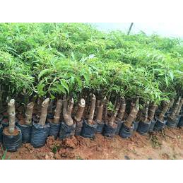 Cây giống Đinh Lăng.( ĐINH LĂNG NẾP - LÁ NHỎ)