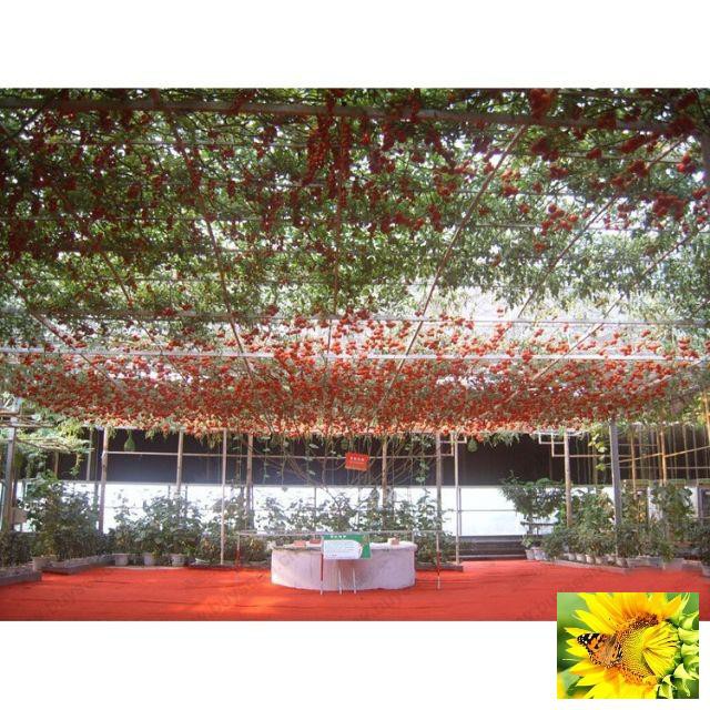 Cà Chua Bạch Tuộc  30 hạt