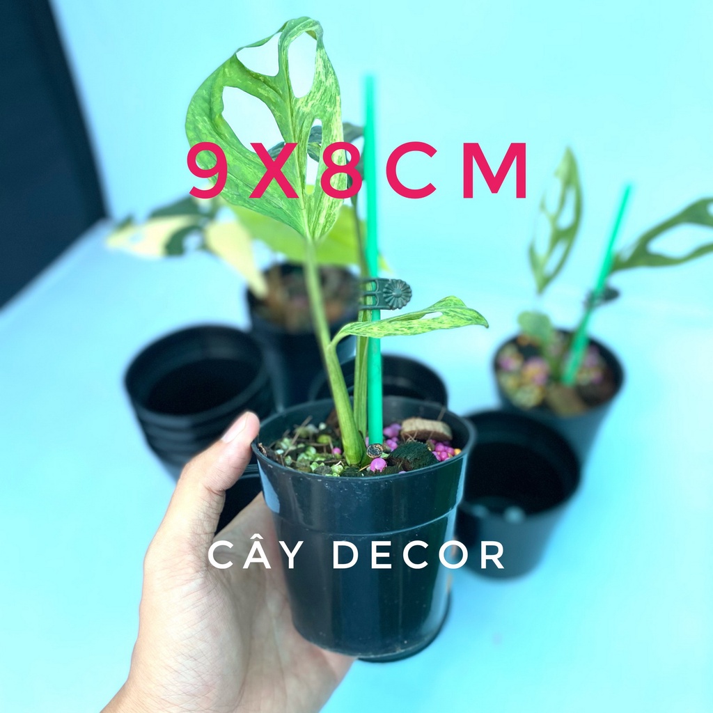 COMBO 20C Chậu nhựa 9x8cm, size nhỏ dùng ươm cây, trồng sen đá