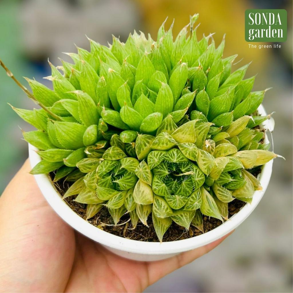 Sen đá dạ quang SONDA GARDEN size trung bình 10-12cm, cây cảnh trang trí nhà cửa, lỗi 1 đổi 1
