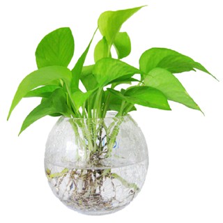 Cây Trầu bà đế vương Thủy sinh
