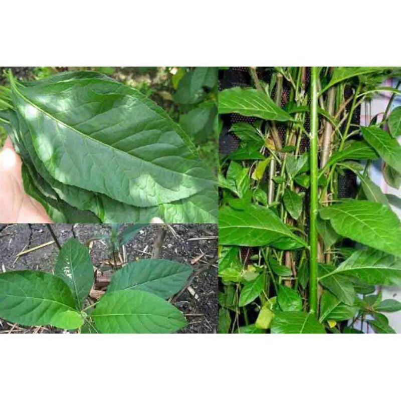 1KG Lá Cây Mật Gấu  Tươi