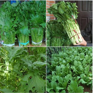 20Gr Hạt giống rau cải mèo