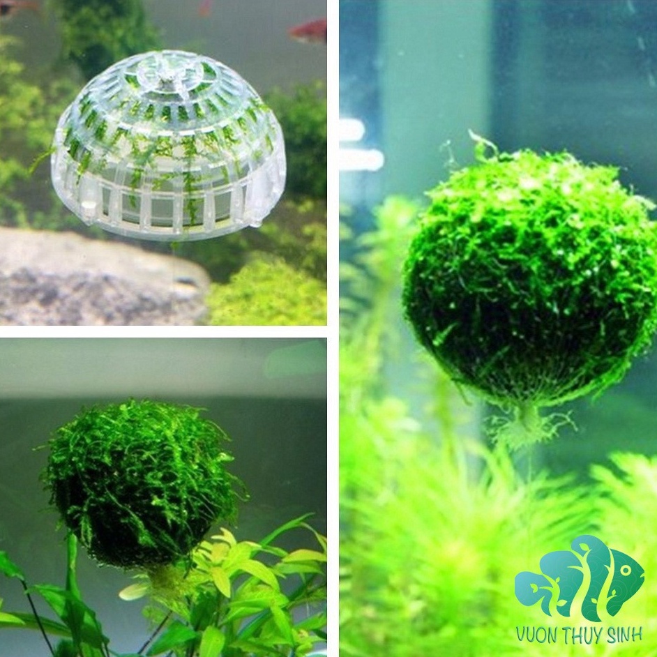 Cục rêu bay trang trí bể cá ( không bao gồm rêu )
