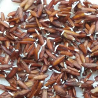 [MUA 2 TẶNG 1] Hạt giống lá giang sỉ - lẻ.