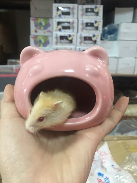 Nhà ngủ sứ hamster - Nhà sứ ếch nhỏ, sứ ếch lớn