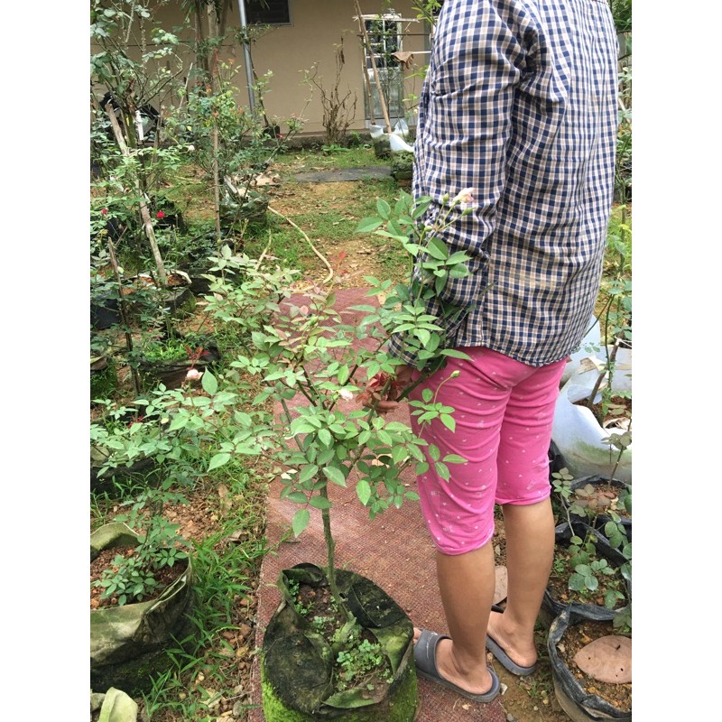 cây hoa đào cổ