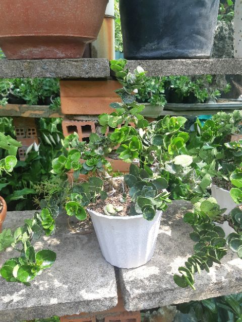 Cây siro Đài Loan bonsai TẶNG CHẬU