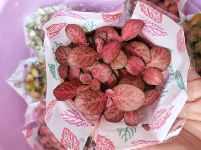 Combo 10 chậu cẩm nhung đẹp