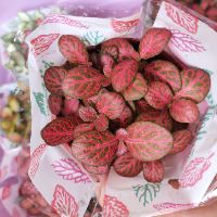 Combo 10 chậu cẩm nhung đẹp